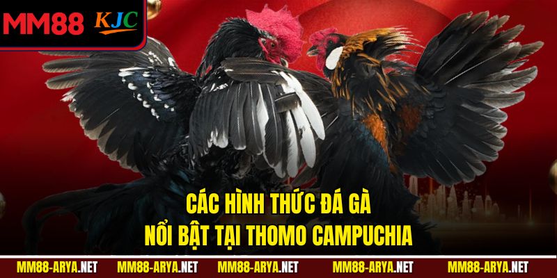 Các hình thức đá gà nổi bật tại Thomo Campuchia
